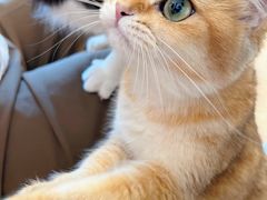 -有喵·猫咖·狗咖·30几只猫10只小狗(岗厦店)