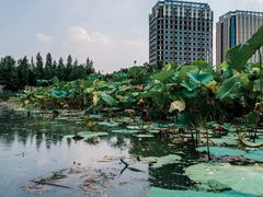 -南翔镇银翔湖公园