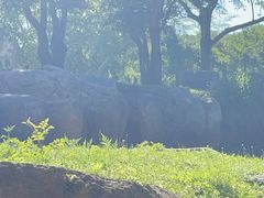 -奥兰多迪士尼动物王国乐园