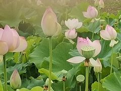 -梁鸿国家湿地公园