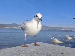 -海埂大坝