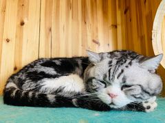 -猫在这儿猫咪咖啡馆·撸猫馆