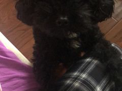 -佳雯宠物医院(金华南路分院)