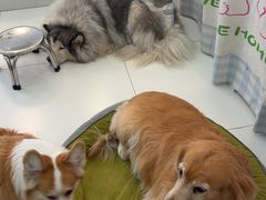 -汪说·狗咖·拼豆·宠物周边DIY(旺城大厦店)