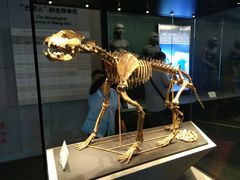-北京周口店北京人遗址博物馆