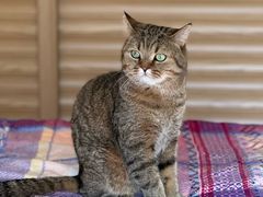 -瑞派·关忠动物医院·猫专科·犬专科(三环新城店)