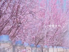 -石家庄市植物园