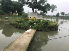 -鹅湖玫瑰文化园
