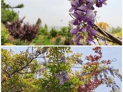 -陕西省西安植物园