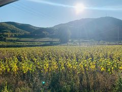 -塞罕坝国家级自然保护区