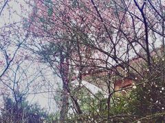 -南山植物园