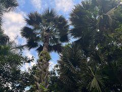 -中国科学院西双版纳热带植物园
