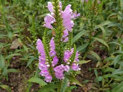 -长春公园(普阳街道)