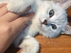 -北京恒爱动物医院(清景园分院)