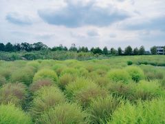 -映月湖中央公园