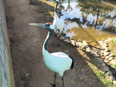 -西霞口神雕山野生动物世界