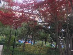 -黄村公园