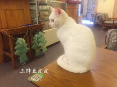 -猫色咖啡·猫咖