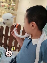 -Moni星球萌宠·小马宝莉·灵蛇·高端高阶全萌宠互动体验俱乐部(红豆国际广场店)