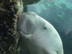 -悉尼海洋生物水族馆