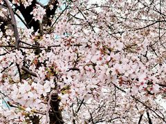 -西北湖绿化广场