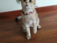 -Meowの猫咖(万家丽店)