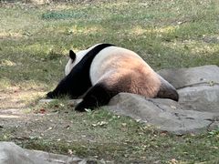 -上海野生动物园