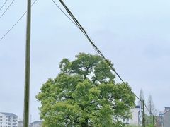 -东梓关景区村庄