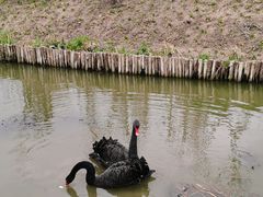 -荷兰花海