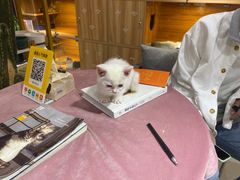-喵百万·布偶·蓝金金渐层英短·猫舍(百子湾店)