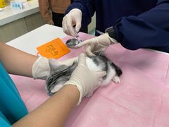 -北京观赏动物医院·24小时大型综合·猫专科·异宠专科