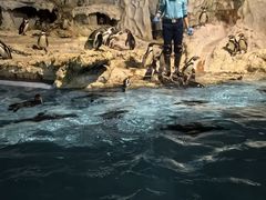 -帝企鹅自助餐厅•儿童岛•真企鹅(长隆企鹅酒店)