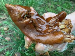 -王万妈卤猪脚(青岩交通路)