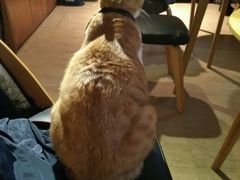 -猫咖时代(中山亭店)