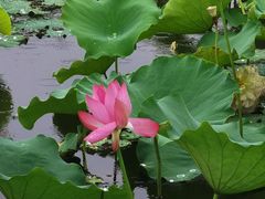 -荷塘月色湿地公园·向阳花洲