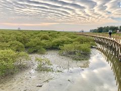 -北海金海湾红树林生态旅游区