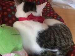 iphone_upload_pic-海边的猫和咖啡馆