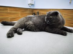 -爱侣宠医·鹦鹉专科·小型哺乳类·异宠专科(灵石路店)