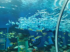 -海合安武汉极地海洋公园