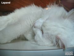 -Babycat私家御饼屋(龙头路一店)