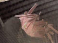 -全心全意连锁动物医院·微创中心·内科急重症·心脏专科(丰管路店)