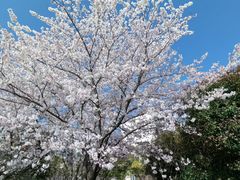 -高东镇樱花园