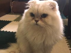 -猫猫幼稚园·撸猫·桌游·电玩