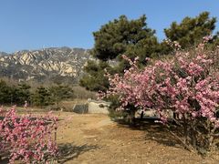 -北京凤凰岭