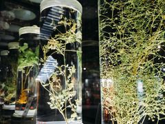 -广东中医药博物馆