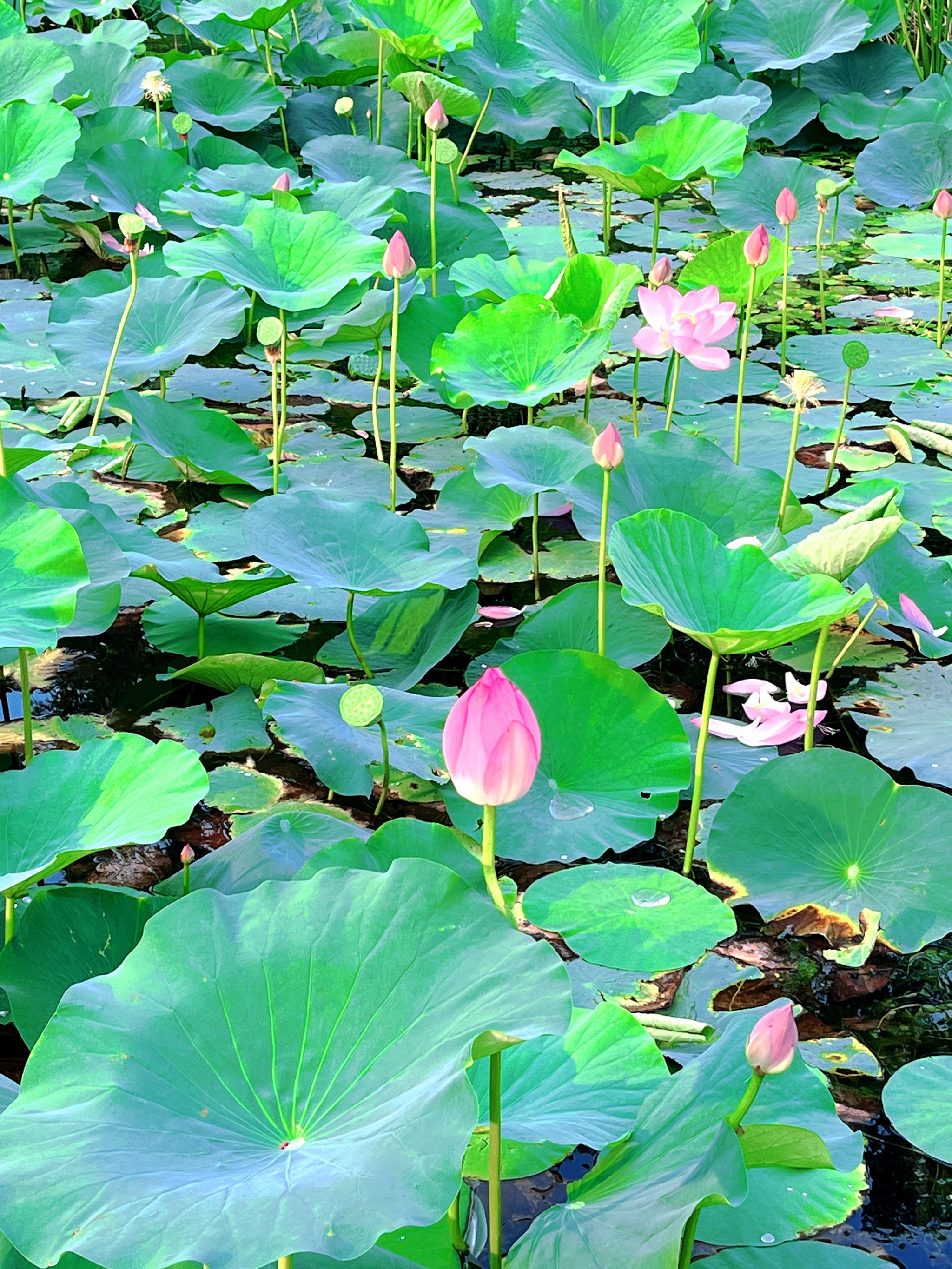 手机实拍95沈阳最小众的荷花池030303