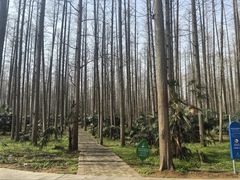 -水杉园