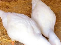 -前小桔亲子创意农场·草莓采摘·露营烧烤