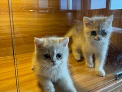 -猫十亿·布偶金渐层·曼基康矮脚猫舍(青年路店)
