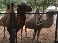 -长白岛森林公园